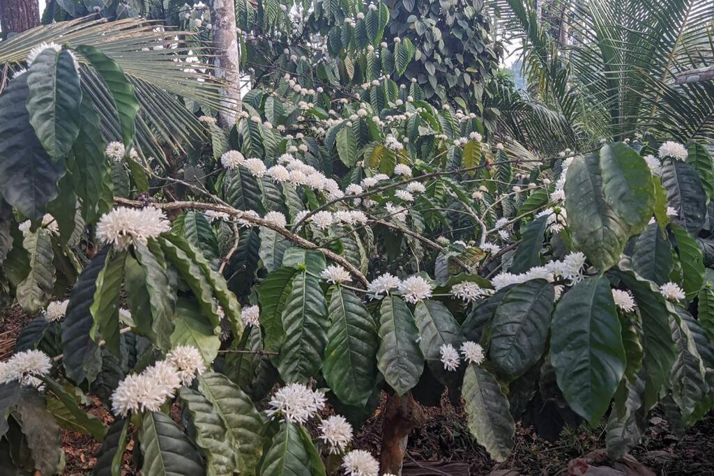 Silver Oak By Exuberance Stays Wayanad Ngoại thất bức ảnh