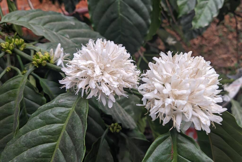 Silver Oak By Exuberance Stays Wayanad Ngoại thất bức ảnh